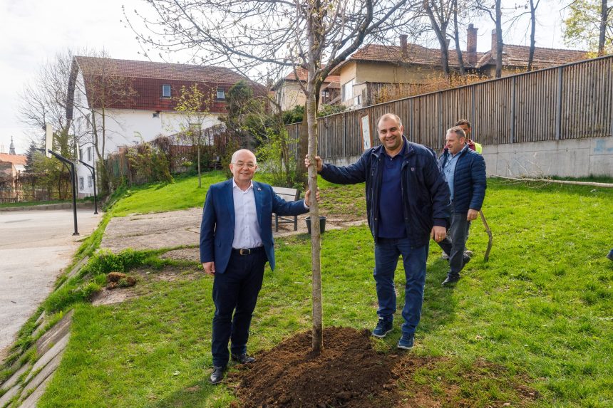 Cluj-Napoca: Viceprimarul Dan Ștefan Tarcea a anunțat că peste 1200 arbori cu balot vor fi plantați în oraș în această toamnă