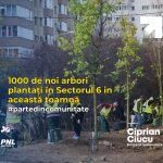 București: 1000 de noi arbori plantați în Sectorul 6 în această toamnă