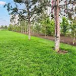 Primăria Sectorului 6 a amenajat prima pădure urbană cu 900 de arbori în Parcul Liniei